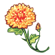 GoldenChrysanthemum.png
