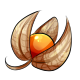 Physalis.png
