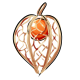 giant_Physalis.png