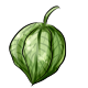 giant_tomatillo.png