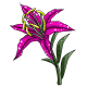 Giant Pink Lilly Giant Pink Lilly