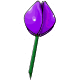 Giant Purple Tulip Giant Purple Tulip