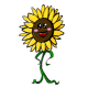 organic_sunflower.gif