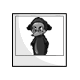 Black Echlin Photo Black Echlin Photo