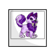 Lilac Bolimo Photo Lilac Bolimo Photo