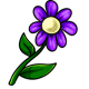 Purple Daisy