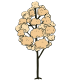 Popcorn Tree