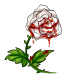 bloody_white_valentine_rose.png