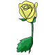Yellow Rose Yellow Rose
