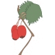 Hawthorn Hawthorn