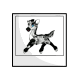 Dalmatian Viotto Photo Dalmatian Viotto Photo