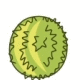 Breadfruit Breadfruit