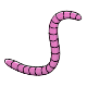 Pink Striped Worm Pink Striped Worm